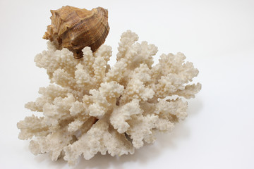 snail is located on the coral