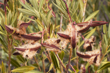 Nerium oleander seeds at the end of winter this toxic shrub presents open and full seed pods in the form of achene to start a new season