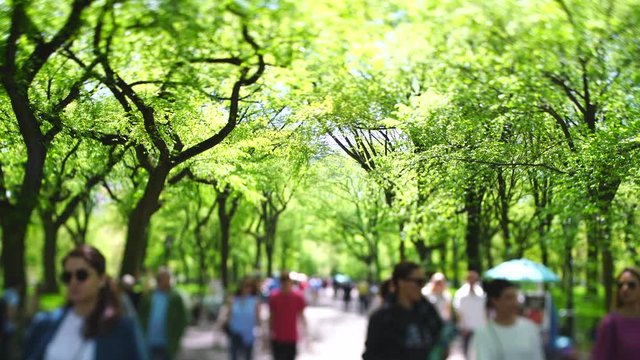 People walk down The Mall, which are surrounded by rows of fresh green leaf trees along both side of the footpath at New York City NY USA on May 06 2019.