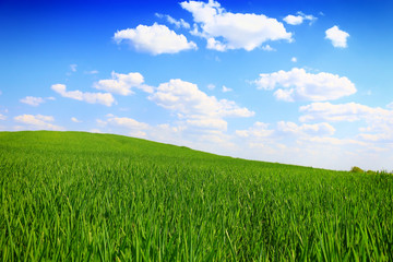 Obraz premium green wheat field against a blue sky