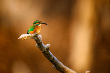 Common kingfisher - Alcedo Atthis sitting on a tree branch