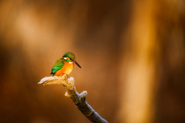 Common kingfisher - Alcedo Atthis sitting on a tree branch