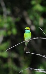 Ceylon travel farhad bashar