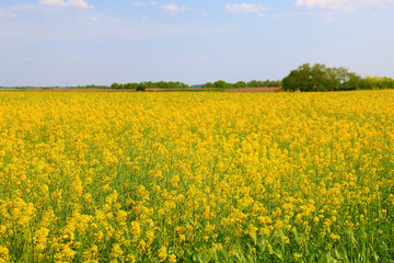 Obraz premium Canola Field under Blue Sky