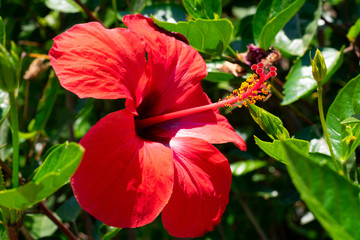 Vivid big red hibiscus flower with green leaves is growing on a bush  in summertime. Blooming of tropical flower hibiscus