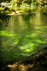Vertical picture of famous river Sorgue with beautiful green water plants and trees around in hot summer sunny day in Fontaine-de-Vaucluse, Provence, France, travel tourism destination
