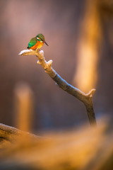 Common kingfisher - Alcedo Atthis sitting on a tree branch