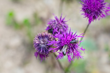 Fototapeta premium Blooming bright pink flower with honey bee gathering nectar on summertime. Close up view, macro. Greater knapweed also known as 