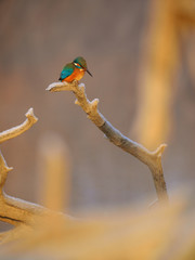 Common kingfisher - Alcedo Atthis sitting on a tree branch
