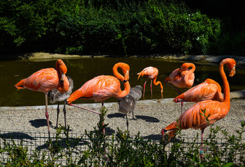 Group of pink flamingos sleeping in a park 