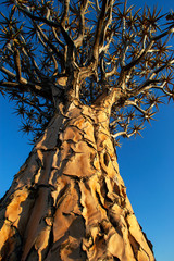 Quiver trees at Keetmanshoop in Namibia