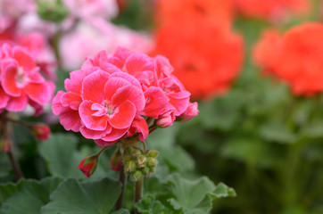 Garden Geranium Pink Flowers Closeup.