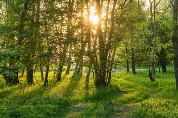 Forest in summer colors. Green colored deciduous trees in golden sunlight. Laelatu, Estonia, Europe