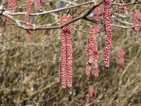 Purpurea rot K&auml;tzchzen bl&uuml;tezeit von Lambertshasel im Winter (Corylus maxima purpurea)