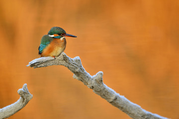 Common kingfisher - Alcedo Atthis sitting on a tree branch
