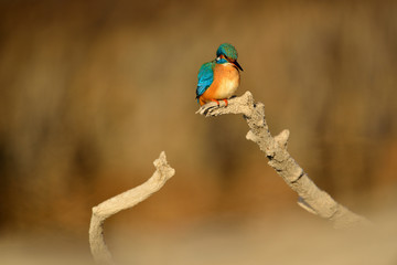 Common kingfisher - Alcedo Atthis sitting on a tree branch