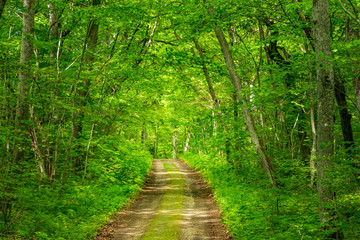 Trail in the woods in beautiful spring landscape. Walking path in the mixed forest.