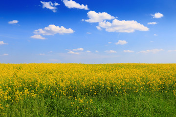 Obraz premium Canola Field under Blue Sky