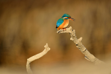 Common kingfisher - Alcedo Atthis sitting on a tree branch