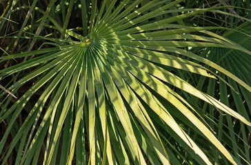 fan palm leaves in the park. Natural background from palm leaves.