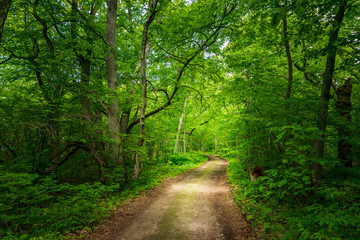 Trail in the woods in beautiful spring landscape. Walking path in the mixed forest.