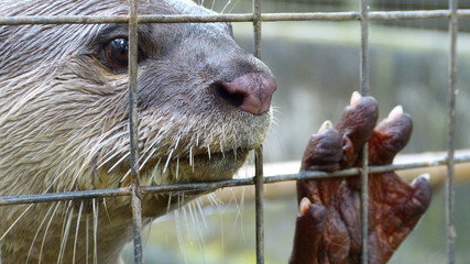 An otter behind a wire fence. 