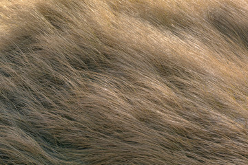 Fototapeta premium Dry grass is pressed against the dune by the wind.