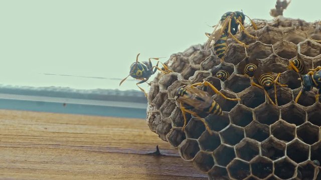 Field Wasps Polistes Building Honeycombs Nest