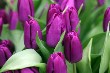 Fototapeta premium bright bouquet of purple tulips