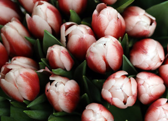 Fototapeta na wymiar festive bouquet of red-white tulips
