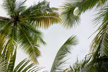 Fototapeta na wymiar Palm and coconut tree seen from below