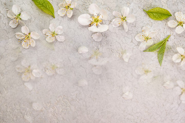 Fototapeta na wymiar Cherry blossom in spring for background, top view
