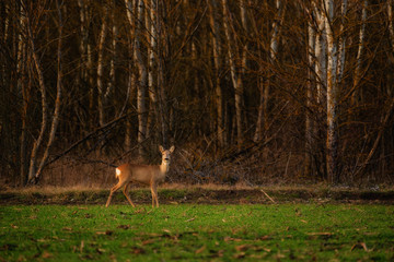 Roe deer - Capreolus capreolus on a meadow