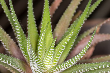 Close up of white and green cactus