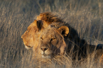 2 Lions laying in a field waiting for a hunt in etosha nature reserve