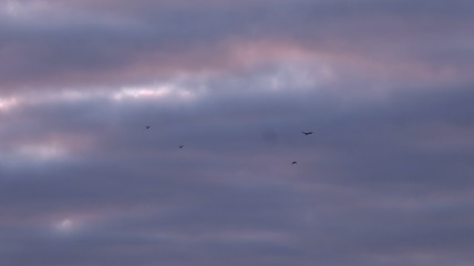 birds in the sky