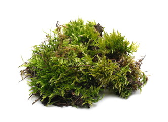 Green moss isolated on white background