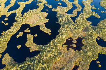 Sunset in the bog, golden marsh, lakes and nature environment. Sundown evening light in summer
