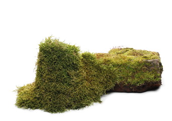 Green moss on old brick isolated on white background