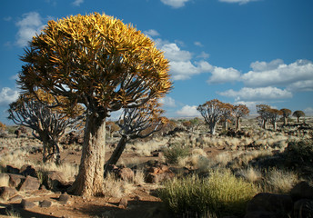 Quiver tree taken in the Quiver Tree Forest in Namibia