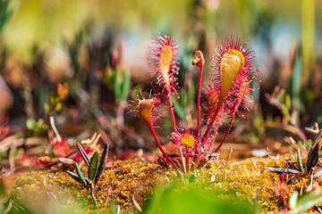 Carnivorous plant in the bog (natural environment). Drosera anglica -  English sundew or great...