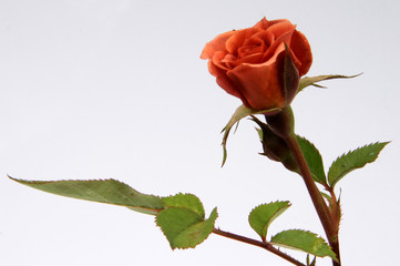 copper colored rose with its stem taken in a studio