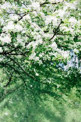 Fototapeta premium Blooming white apple tree branches in spring