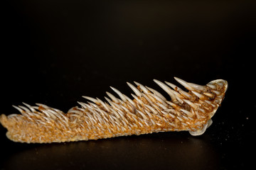 Isolated bone part of upper jaw from pike with many sharp recurved teeth © IHX