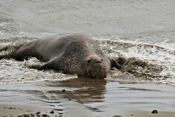 Fototapeta premium Elephant seals on the beach