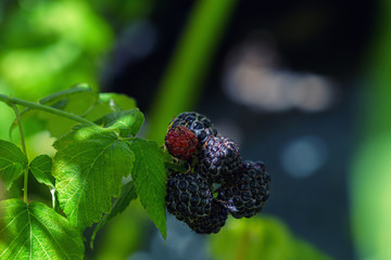 Black berry with green leaves in the sun. Photo of black raspberries branch. Raspberries branch garden. Raspberries in the sun.