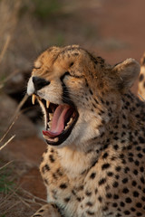 Cheetah yawning after a long day of running and hunting at Otjiwirongo in Namibia
