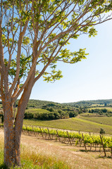 Colli Chianti