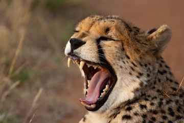 Cheetah yawning after a long day of running and hunting at Otjiwirongo in Namibia