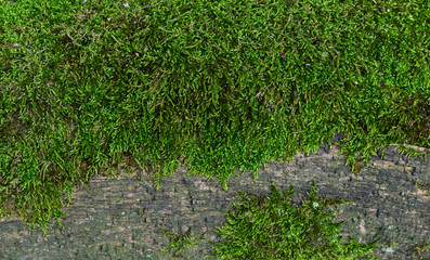 green moss on the bark of an old tree